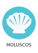 molusco