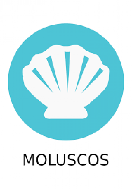 molusco